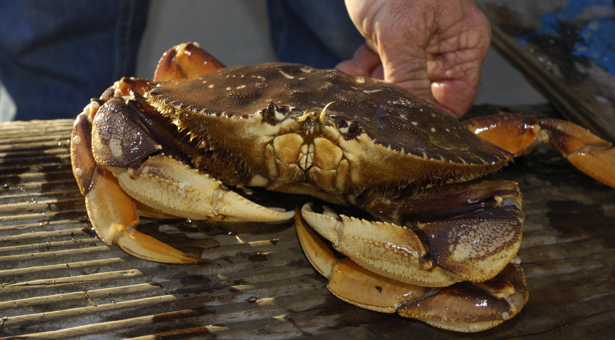 Live dungeness Crab