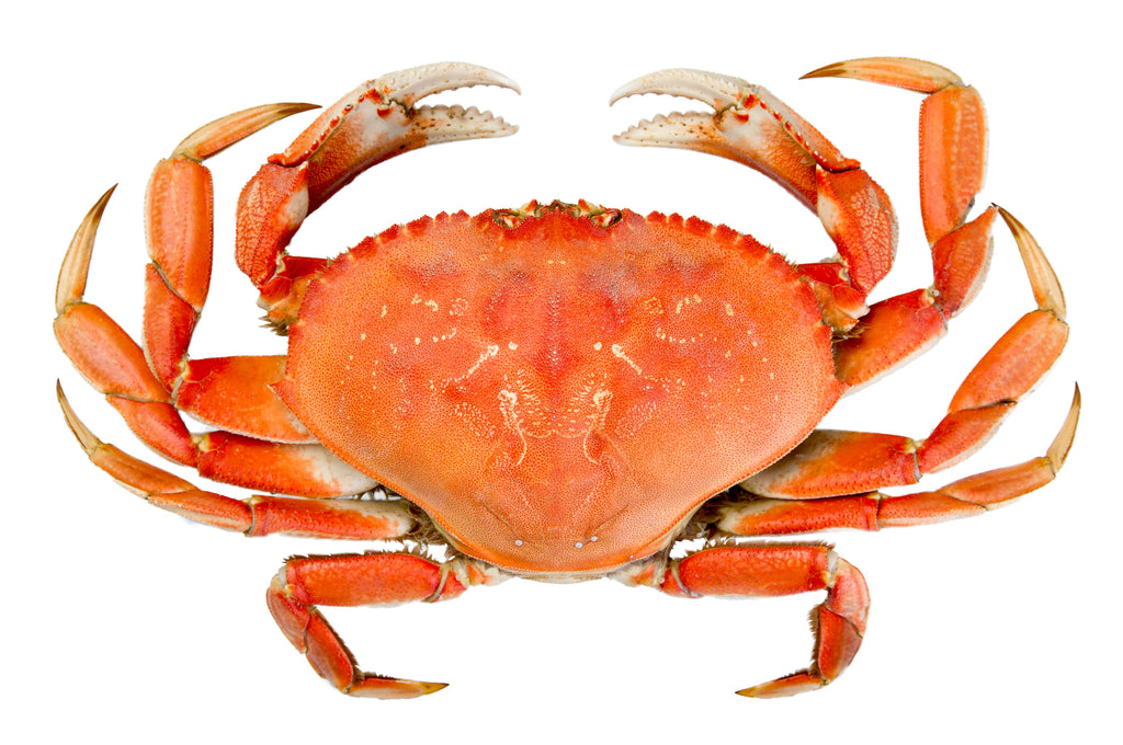 Whole Cooked Dungeness Crab - Pacific Dream Seafoods