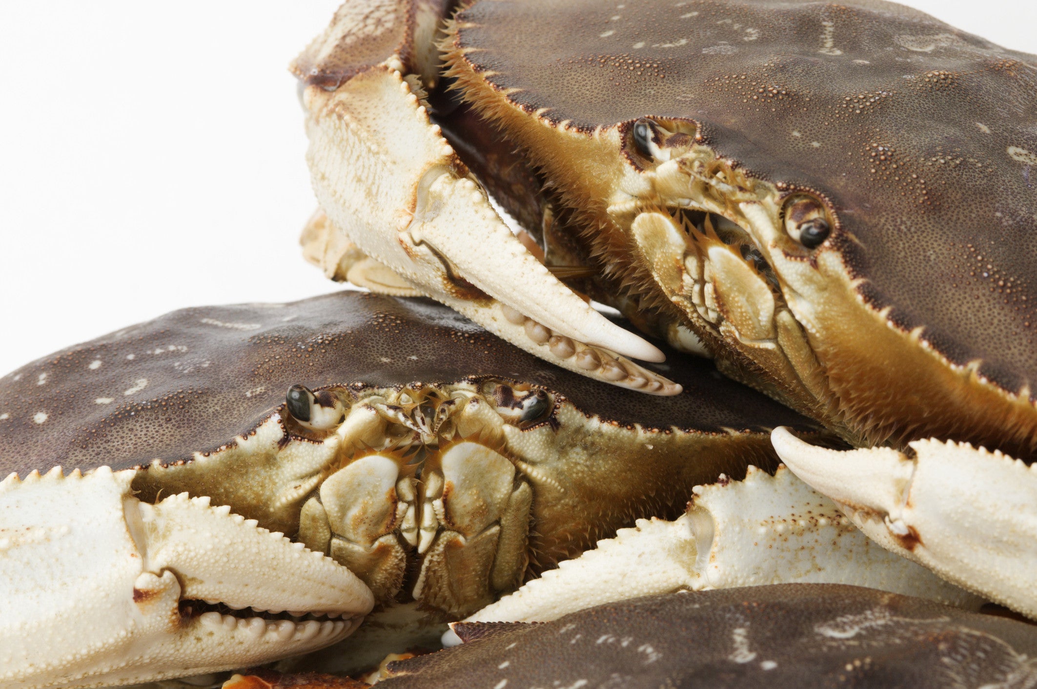 Dungeness Crab Near Me A Local Guide to Understanding and Enjoying This Delicacy Dungeness Crab Near Me A Local Guide to Understanding and Enjoying This Delicacy
